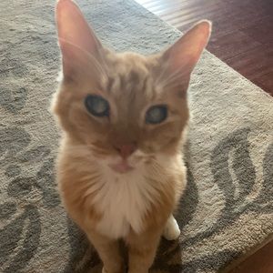 Meet your Posher, Daisy